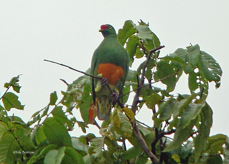 Knob-Billed Fruit-Dove
