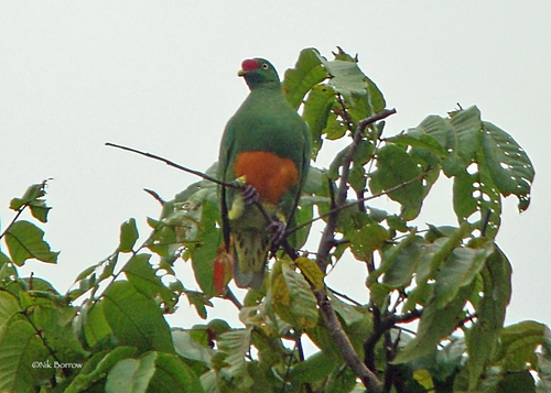 Knob-billed Fruit Dove