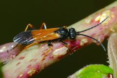 Priocnemis conformis