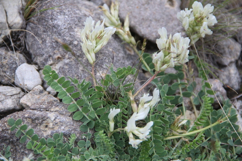 Astragalus demetrii