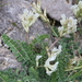 Astragalus demetrii - Photo (c) Шильников Дмитрий Сергеевич, some rights reserved (CC BY-NC), uploaded by Шильников Дмитрий Сергеевич