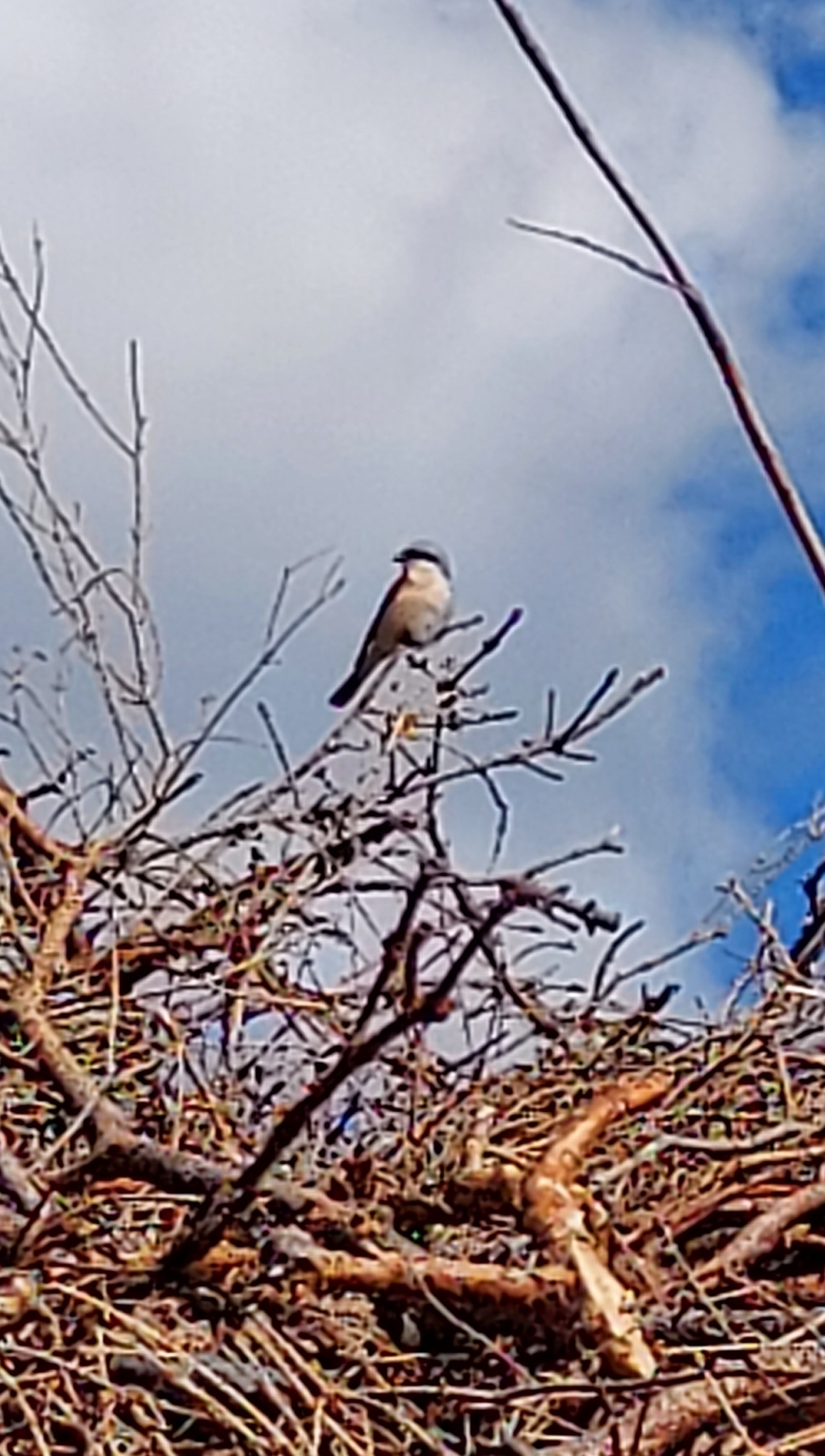 Red-backed Shrike