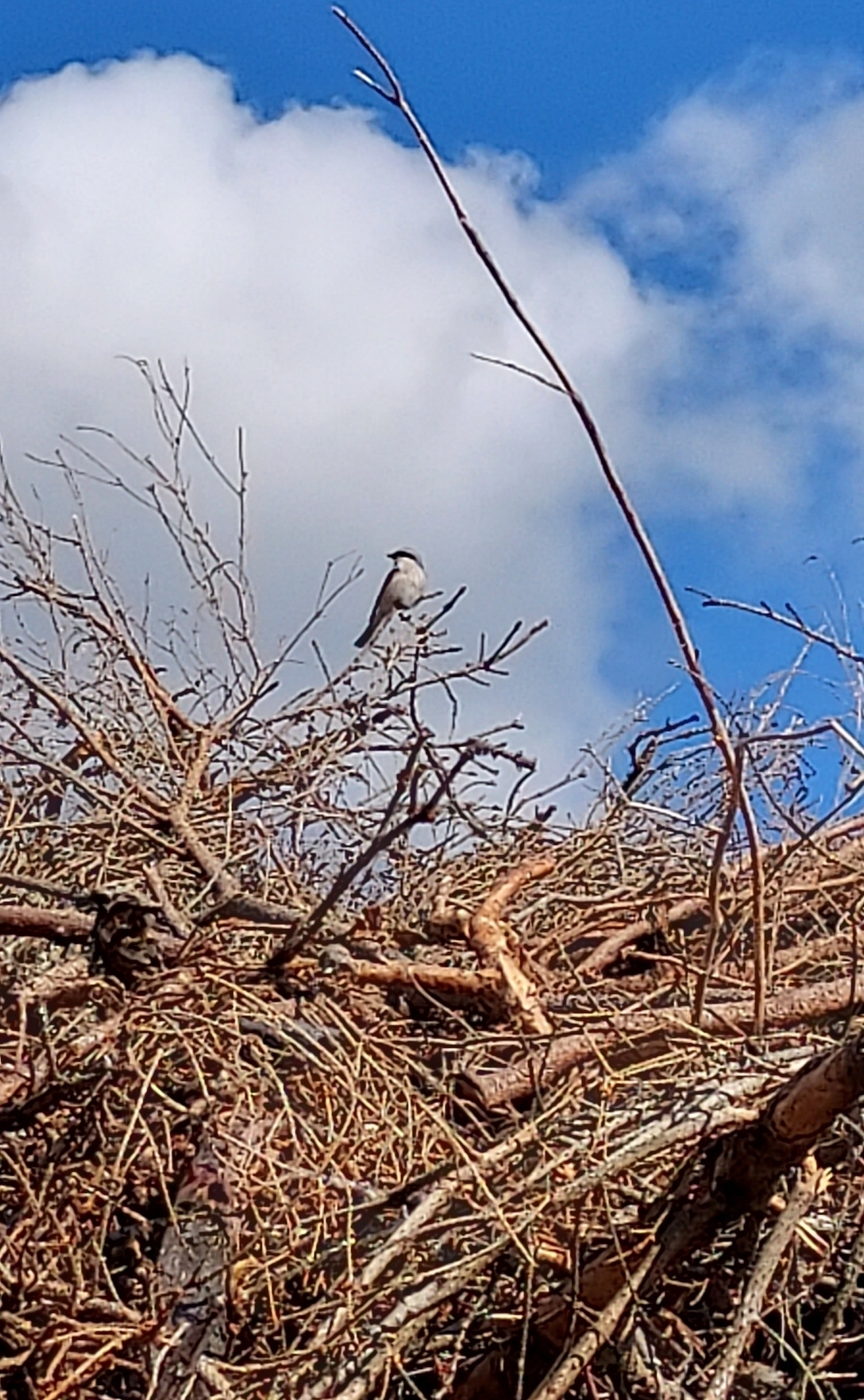 Red-backed Shrike