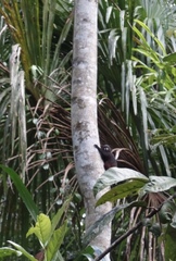 Saguinus fuscicollis