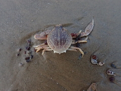 Persephona aquilonaris