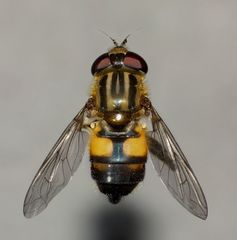 Helophilus antipodus