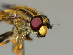 Helophilus antipodus