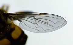 Helophilus antipodus