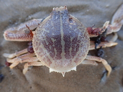 Persephona aquilonaris