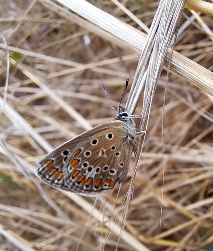 Polyommatus icarus