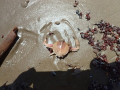 Persephona aquilonaris