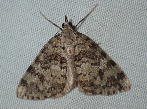 Hydriomena speciosata photo 5