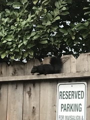 Sciurus carolinensis