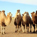 Camels - Photo (c) ilkerender, some rights reserved (CC BY-NC)