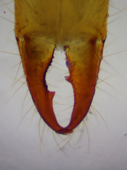 Parajapygidae