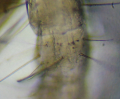 Parajapygidae