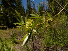 Salix lemmonii