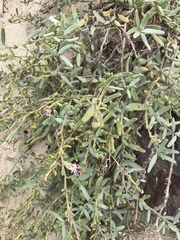 Palafoxia linearis linearis