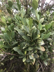 Robsonodendron eucleiforme