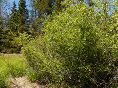 Salix lemmonii