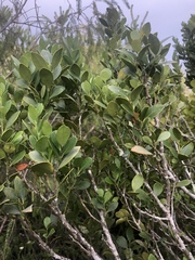 Robsonodendron eucleiforme
