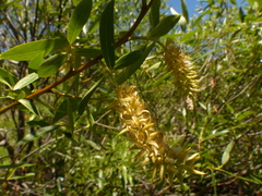 Salix lemmonii