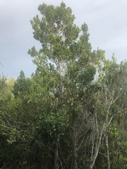 Robsonodendron eucleiforme