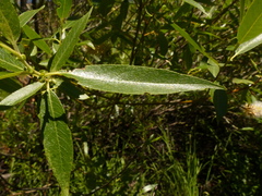 Salix lemmonii