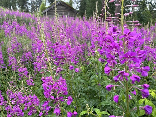 fireweed