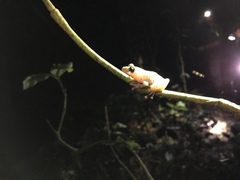 Pristimantis kichwarum