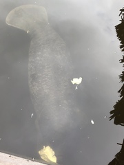 Trichechus inunguis
