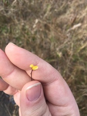 Utricularia juncea