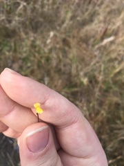 Utricularia juncea