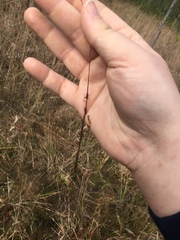 Utricularia juncea