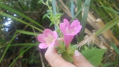 Lophospermum erubescens