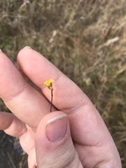 Utricularia juncea