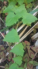 Lophospermum erubescens