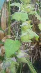 Lophospermum erubescens