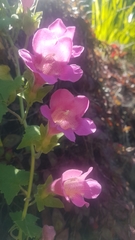 Lophospermum erubescens
