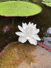 Victoria amazonica