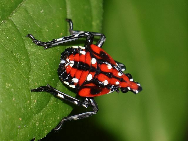 Spotted Lanternfly from Oakland Lake Wildflower Meadow, Bayside, Queens ...