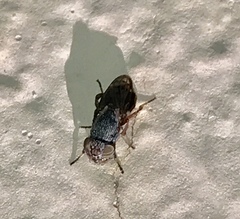 Notogramma purpuratum
