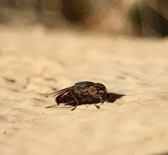 Notogramma purpuratum