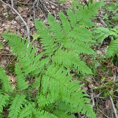 Pteridium aquilinum image