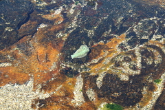 Dolabrifera nicaraguana