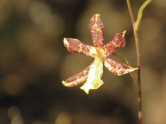 Oncidium graminifolium