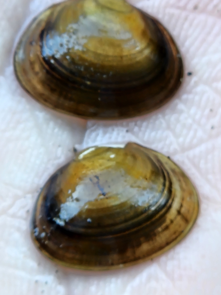 Rocky Mountain Fingernailclam