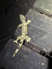 Thecadactylus solimoensis