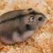 Dzhungarian Hamster - Photo (c) 
Philipp Salzgeber, some rights reserved (CC BY-SA)