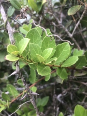 Maytenus procumbens